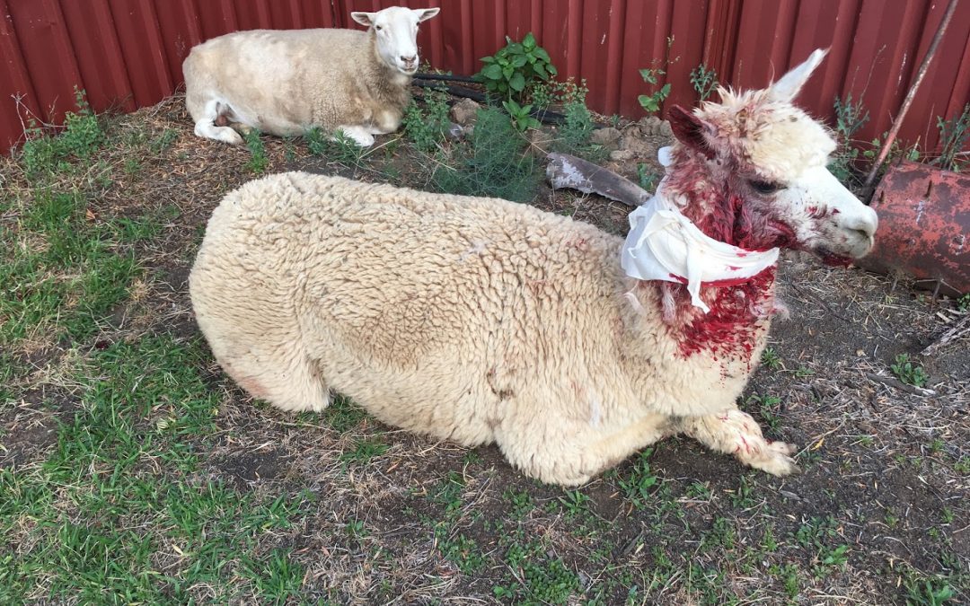 Dog attack on pet alpaca