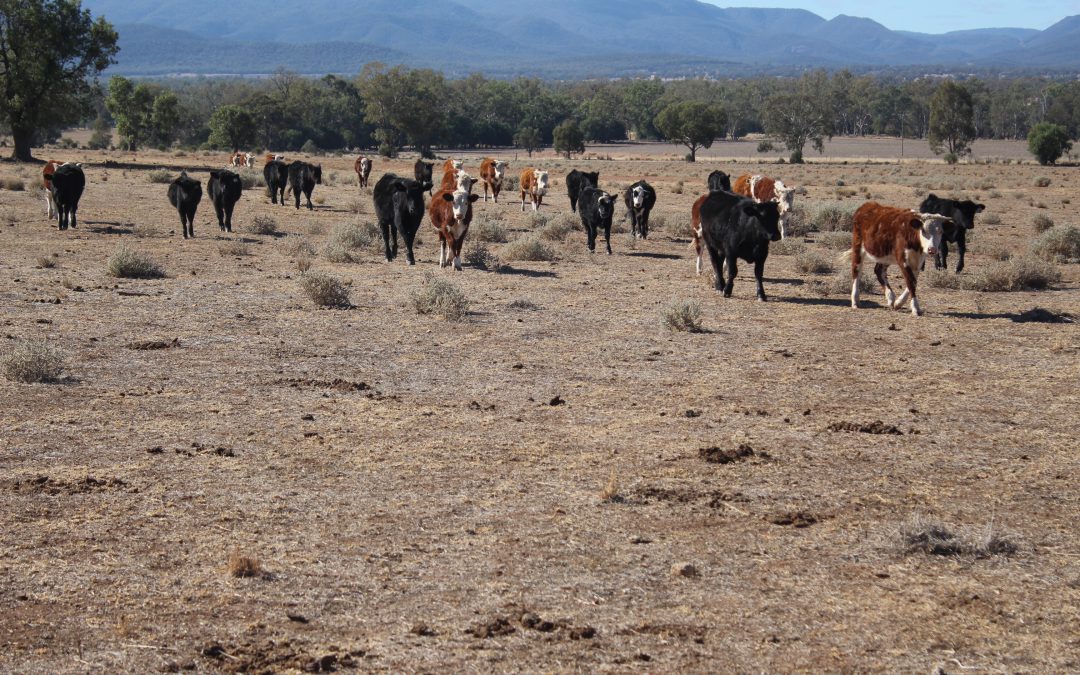 Further drought funds for the Shire