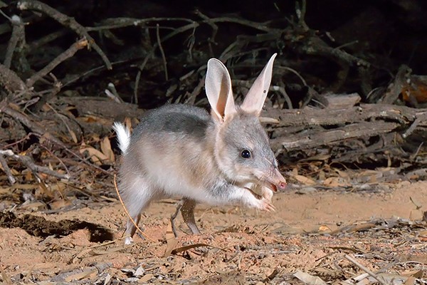 Bilbies doing well in their Pilliga sanctuary