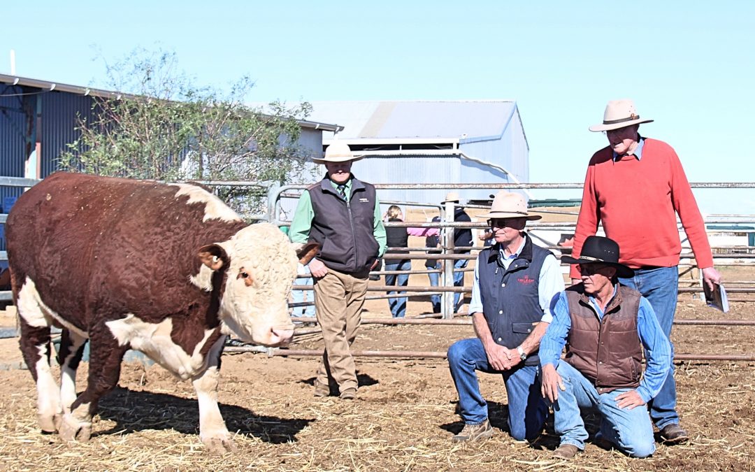 Bull sale bucks the trend
