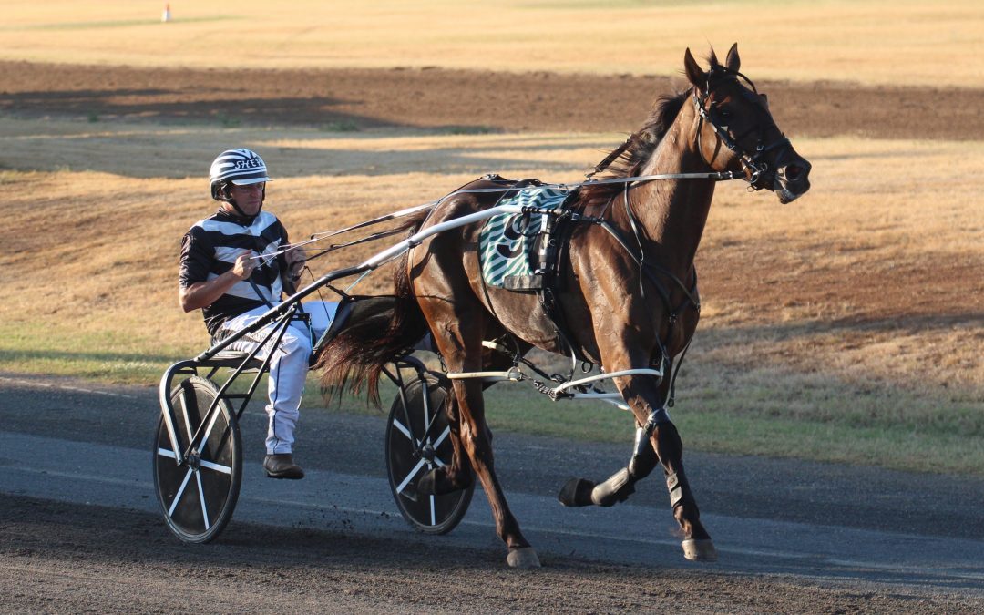Local pacer Kid Montana races to Albion Park win