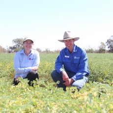 Chickpeas a hot topic