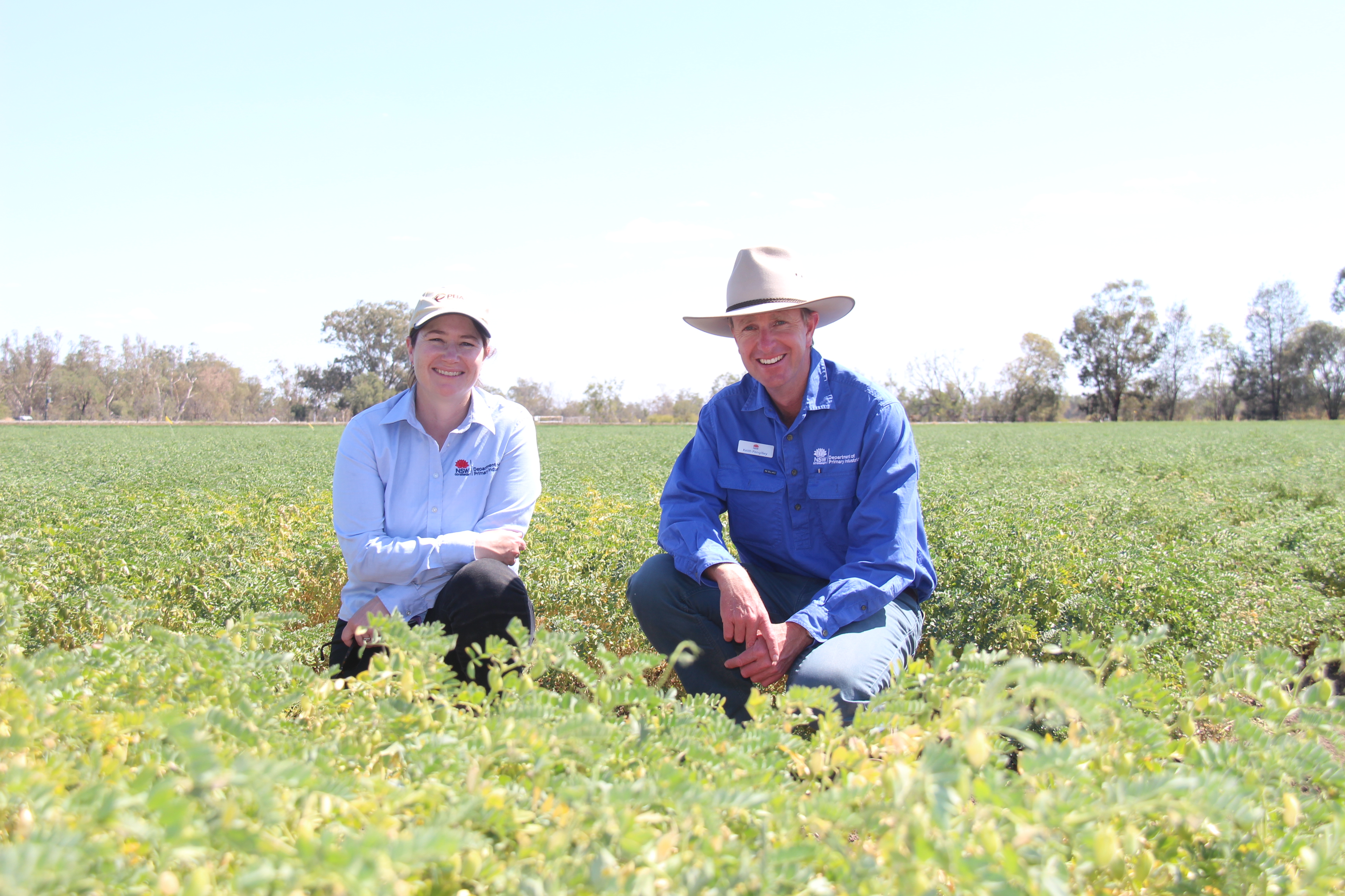 Chickpeas a hot topic