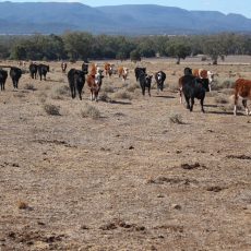 National drought meeting  will be held in Moree