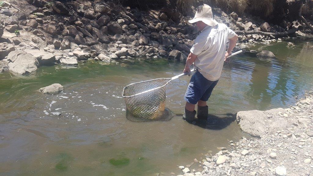 Rick Cunningham taking part in the NSW Native Fish Drought Response program saving fish near Bundarra.