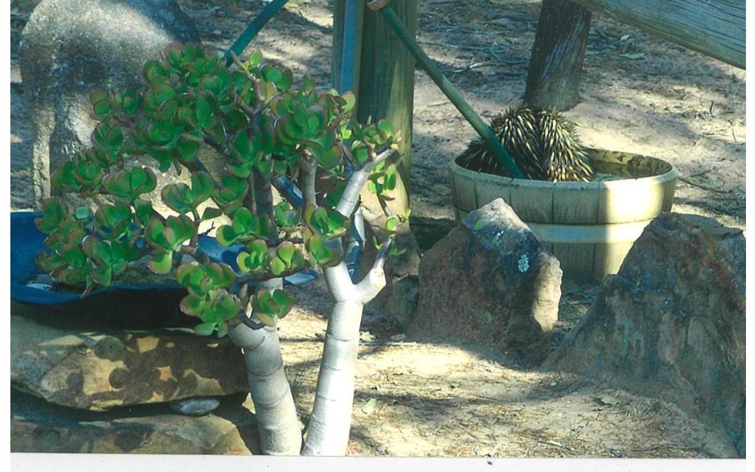 Helping out our furry – and spikey – friends in the drought