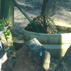 Helping out our furry – and spikey – friends in the drought