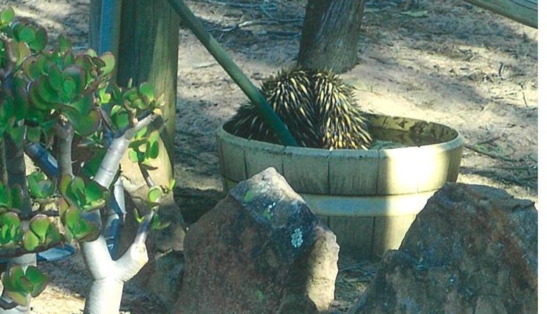 Helping out our furry – and spikey – friends in the drought