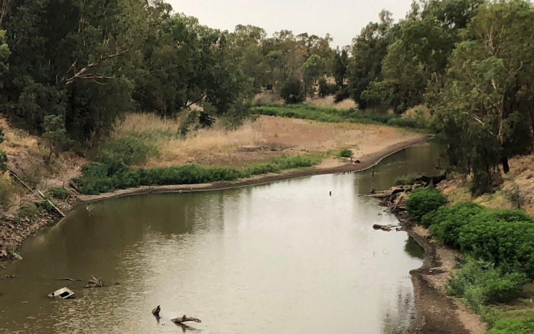 Dire state of the Namoi River forces Narrabri Carp Muster to be cancelled