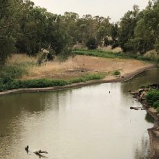 Dire state of the Namoi River forces Narrabri Carp Muster to be cancelled