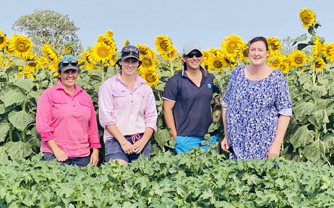 Why are there sunflowers growing in the cotton?