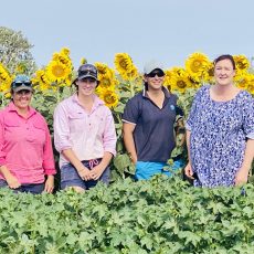Why are there sunflowers growing in the cotton?
