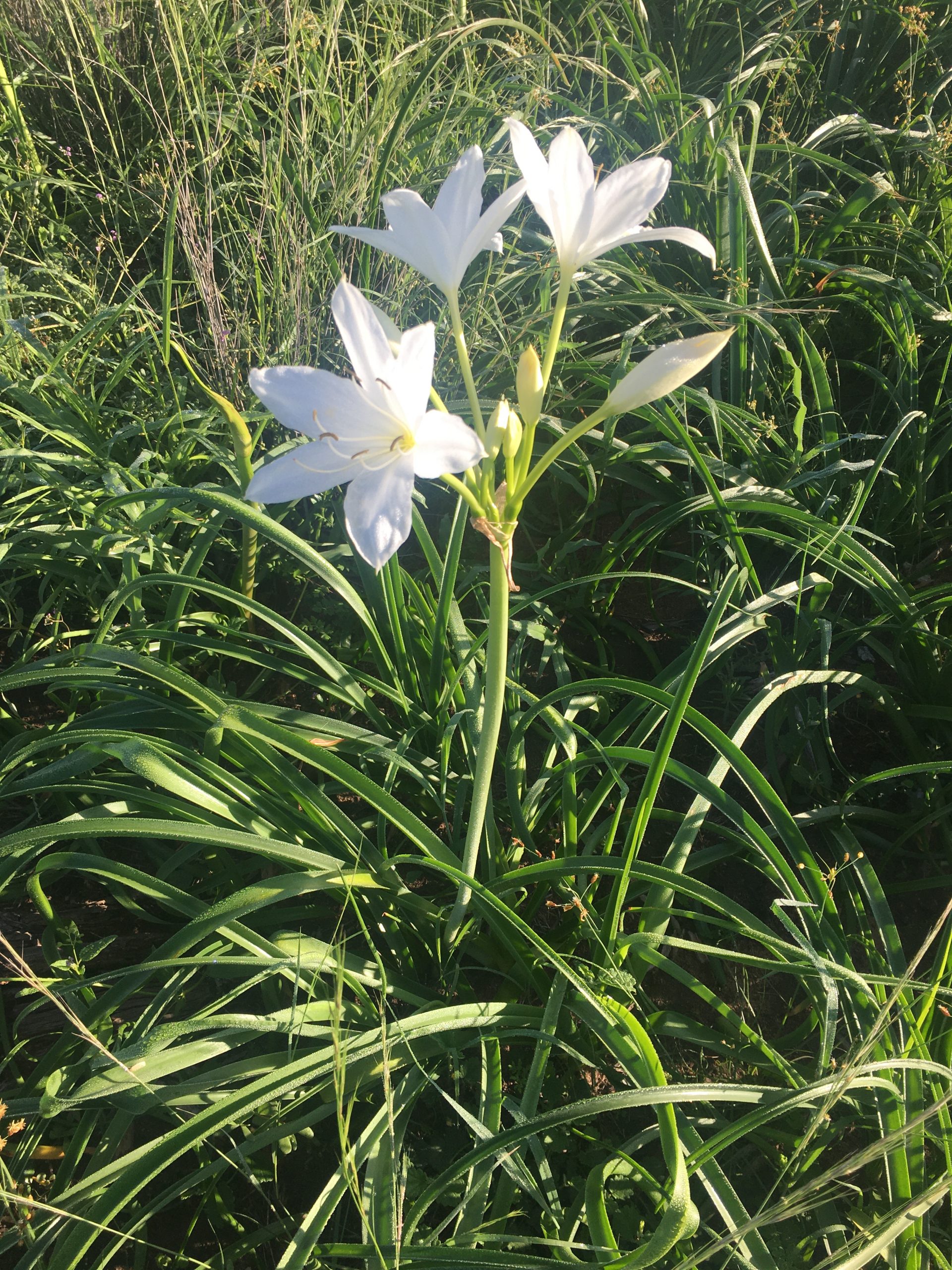 Darling lilies have been popping up in paddocks across the region after the recent rainfall.
