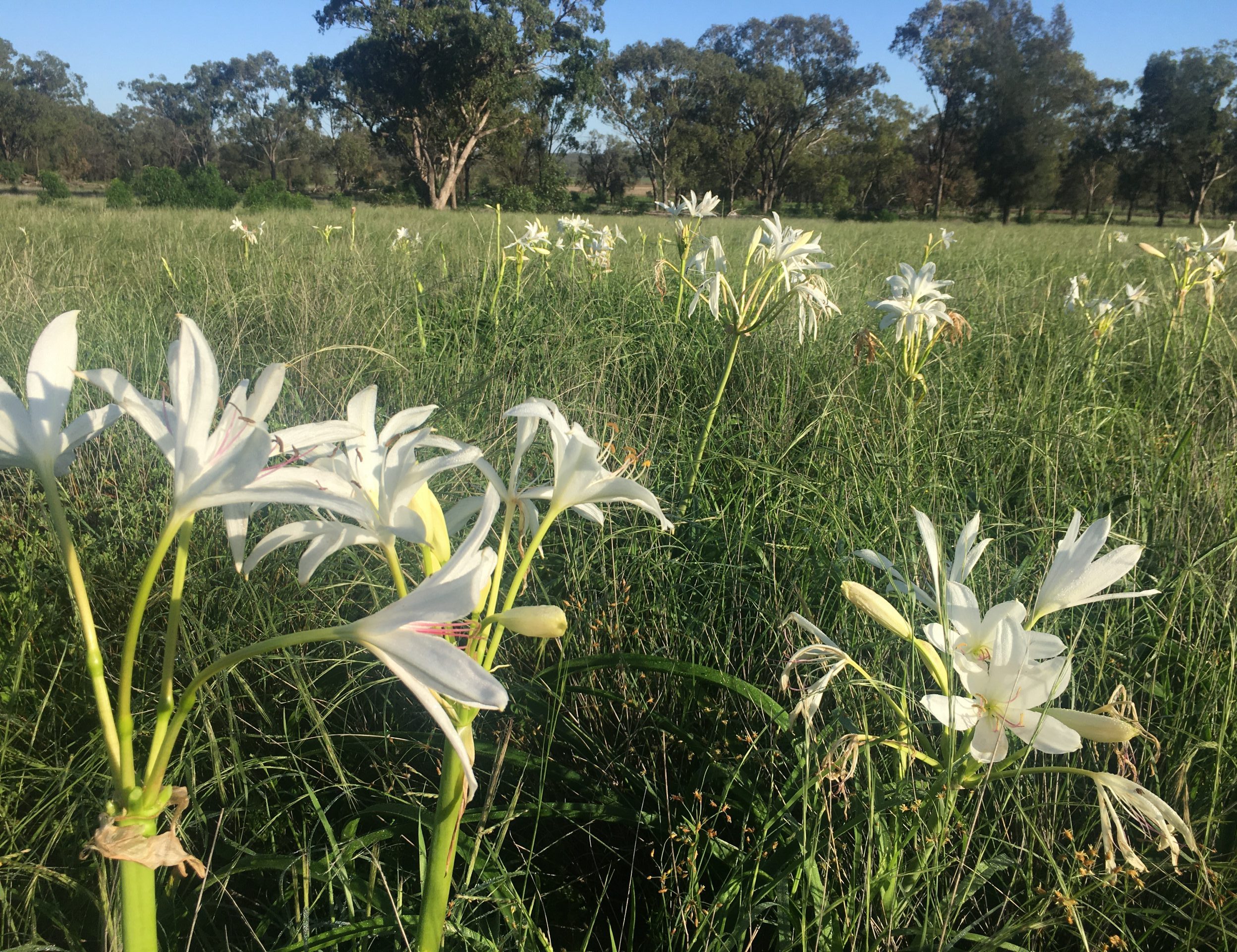 Darling lilies have been popping up in paddocks across the region after the recent rainfall.