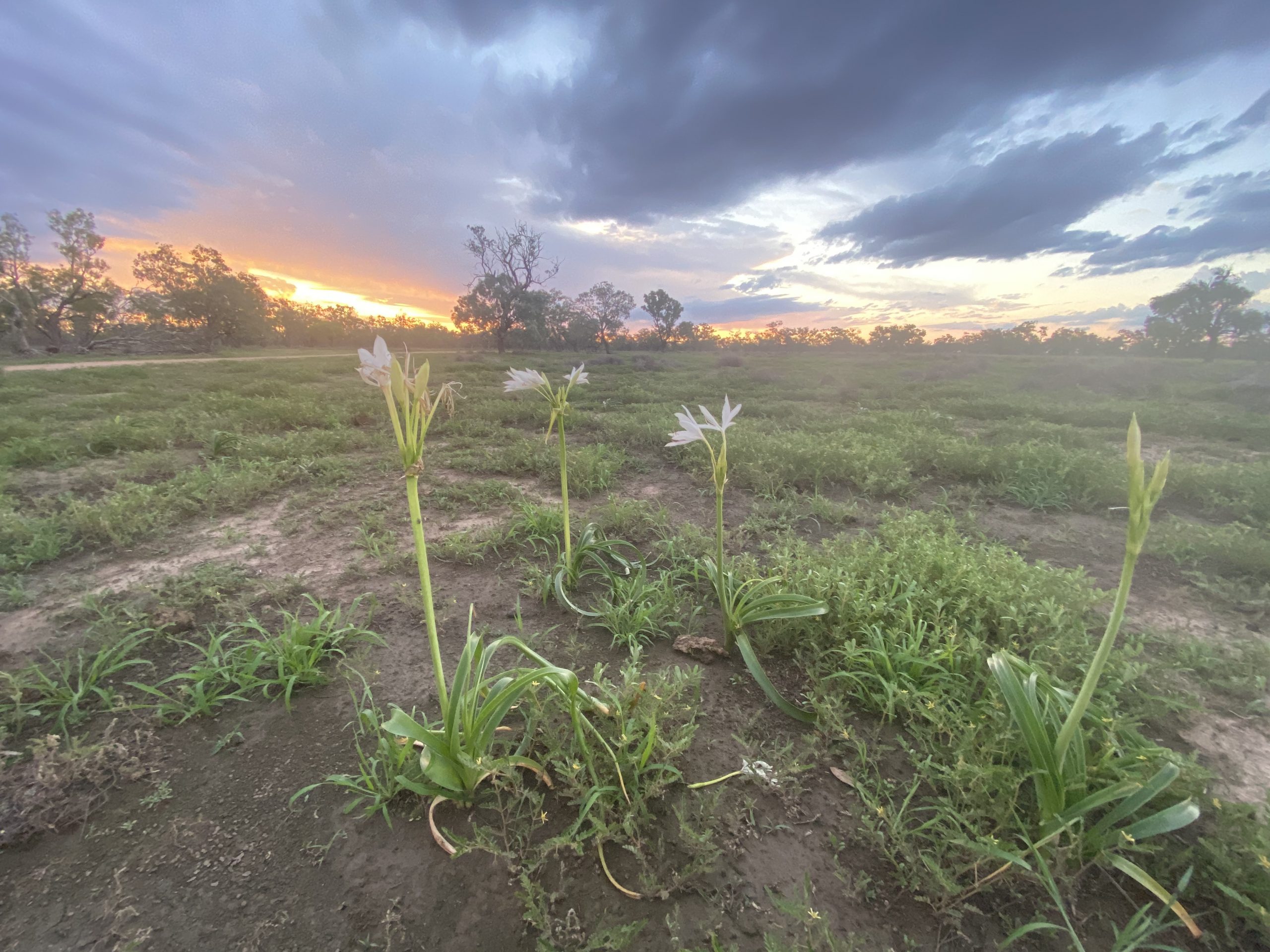 Darling lilies have been popping up in paddocks across the region after the recent rainfall.