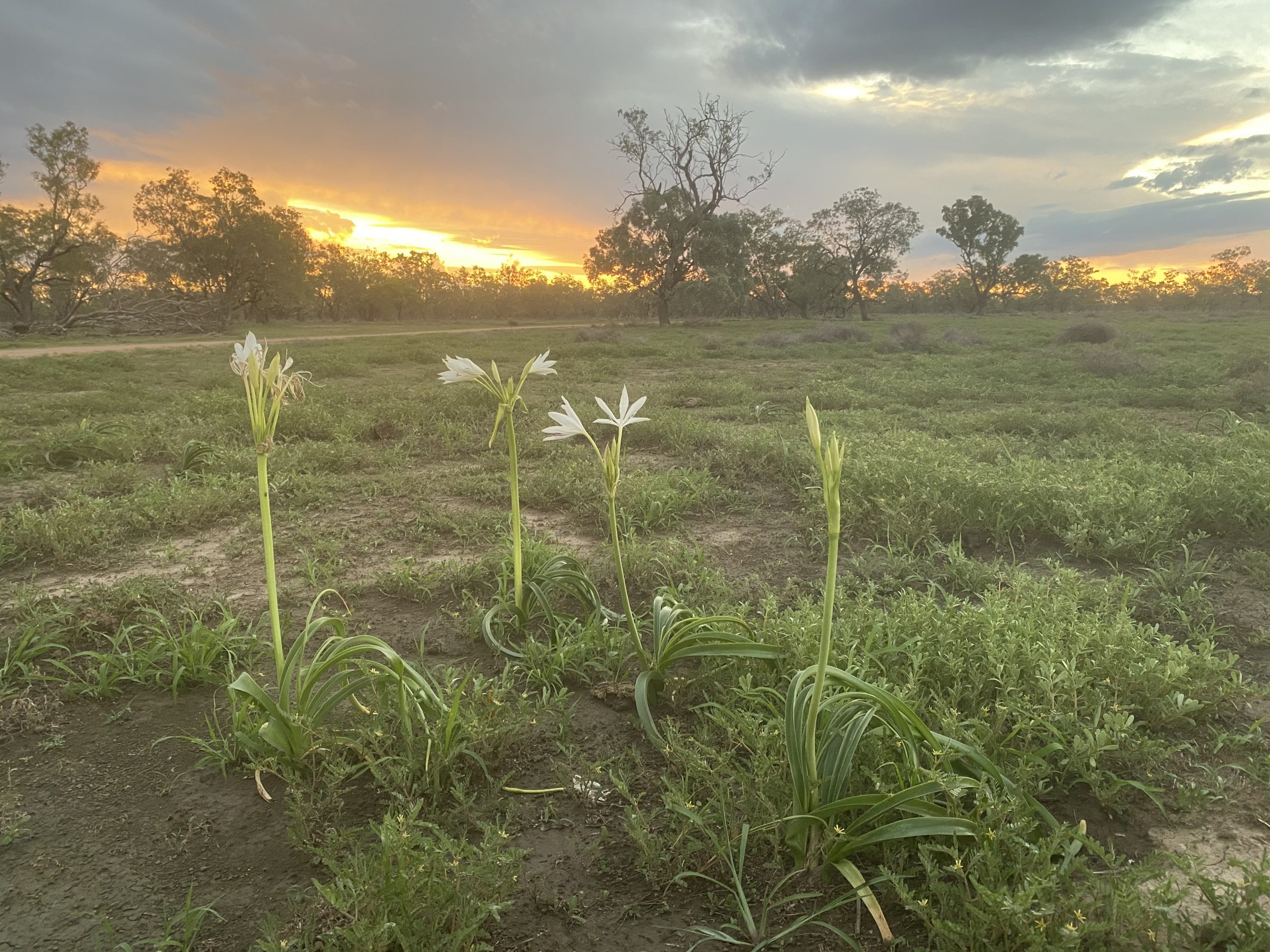 Darling lilies have been popping up in paddocks across the region after the recent rainfall.