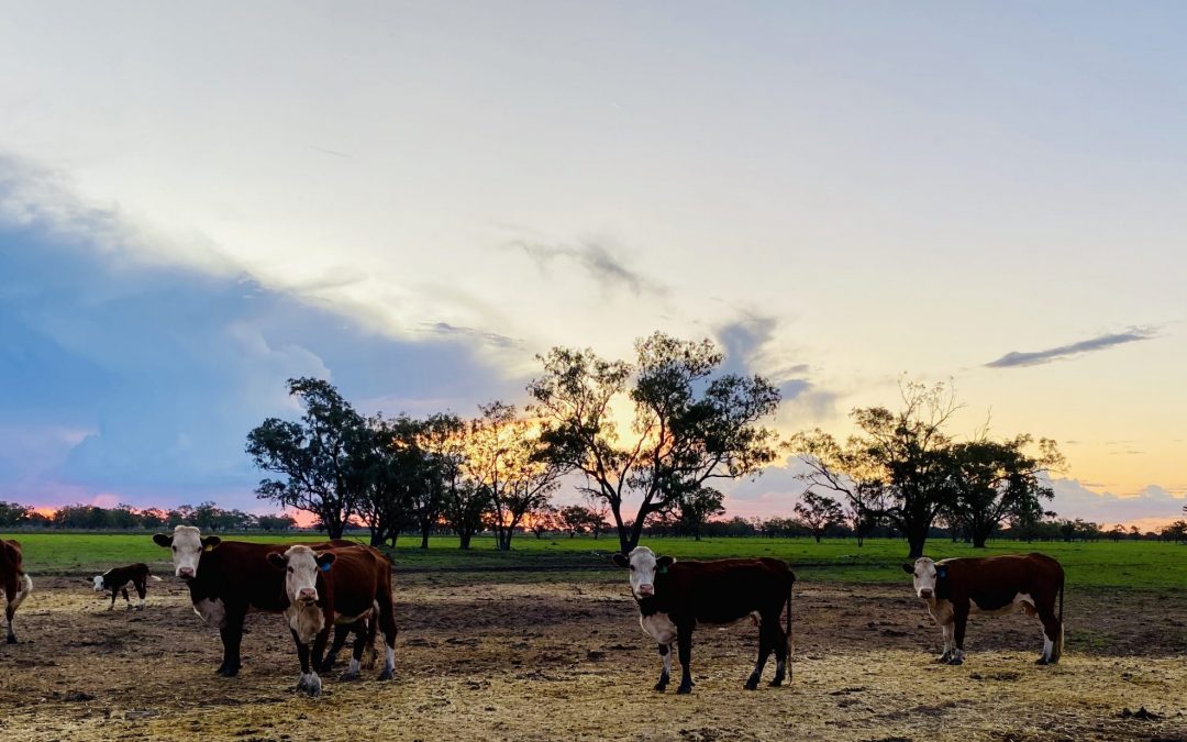 Green pasture warning for graziers