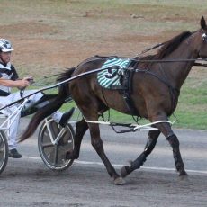 Four winners in 24 hours for Narrabri harness racing trainers at Queensland and Armidale