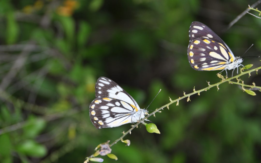 Have you spotted these beautiful butterflies in your garden?