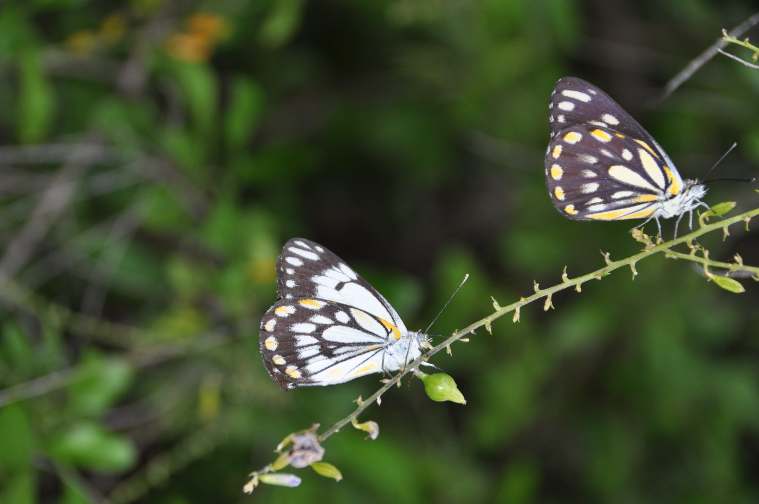 Have you spotted these beautiful butterflies in your garden?