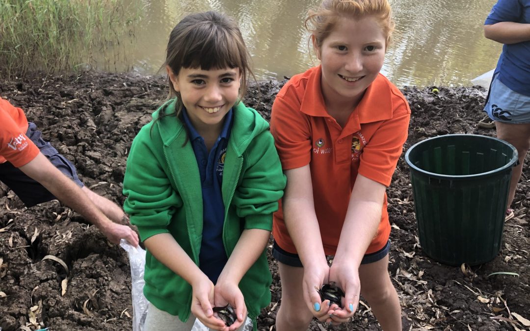 Local fishing club releases 12,000 cod fingerlings