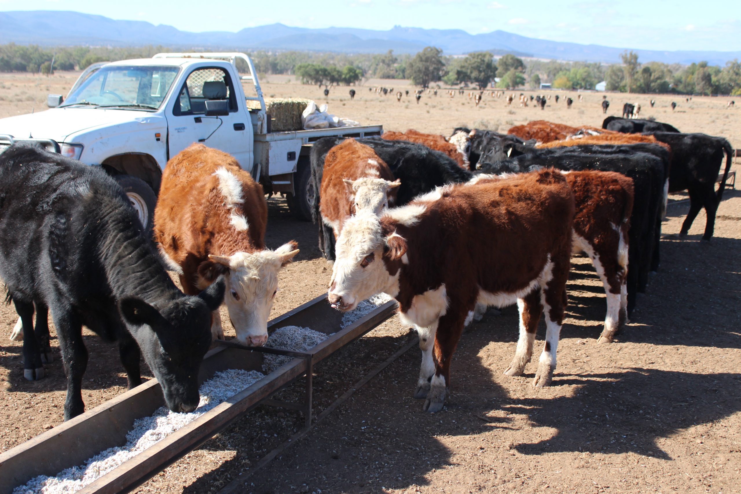 Rural Aid delivers more than $8m to farmers