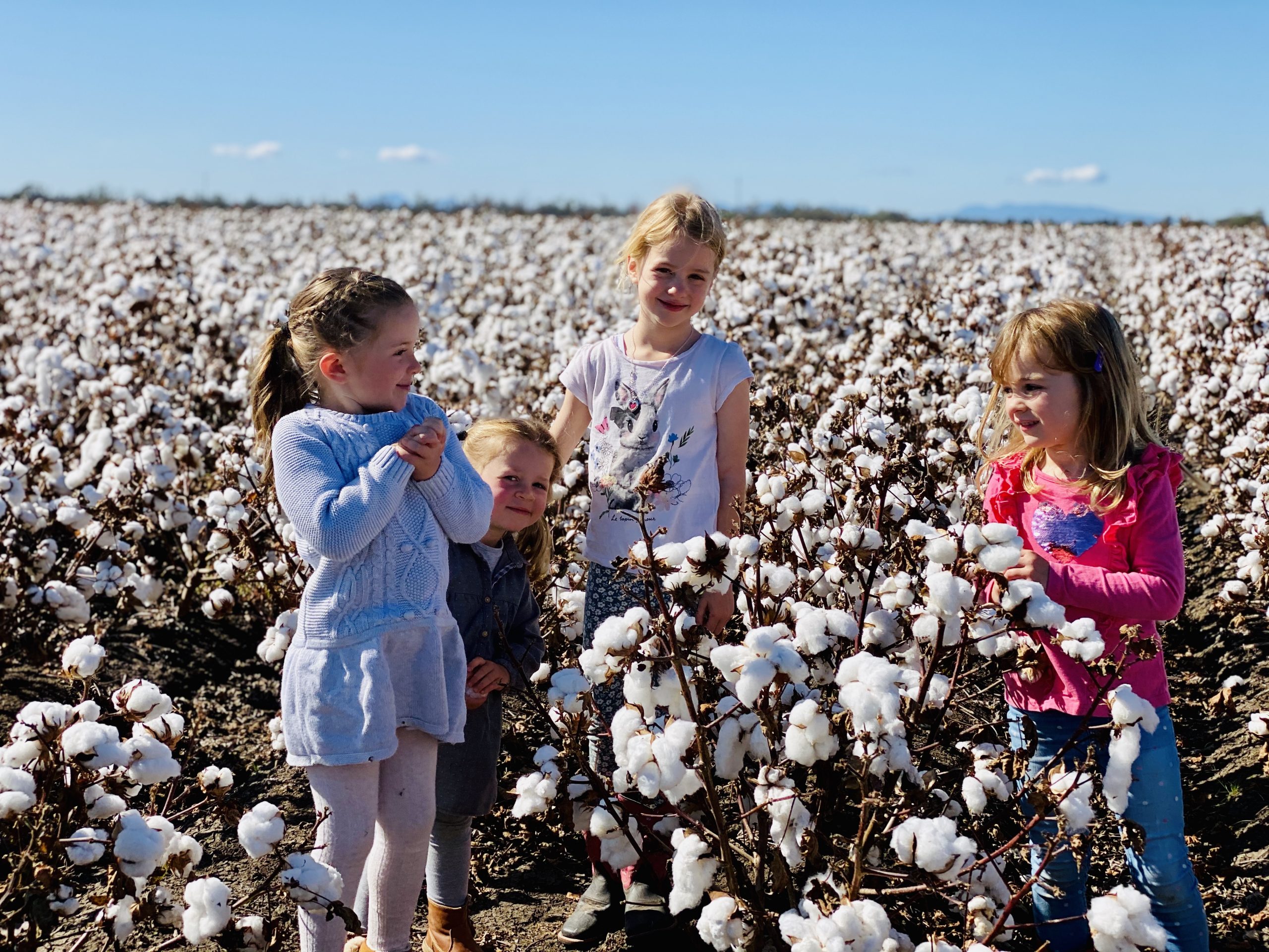 Ronan and Wendy Revell’s grandchildren Everly and Imogen Revell and Rachel and Maggie Powell playing in the cotton. 