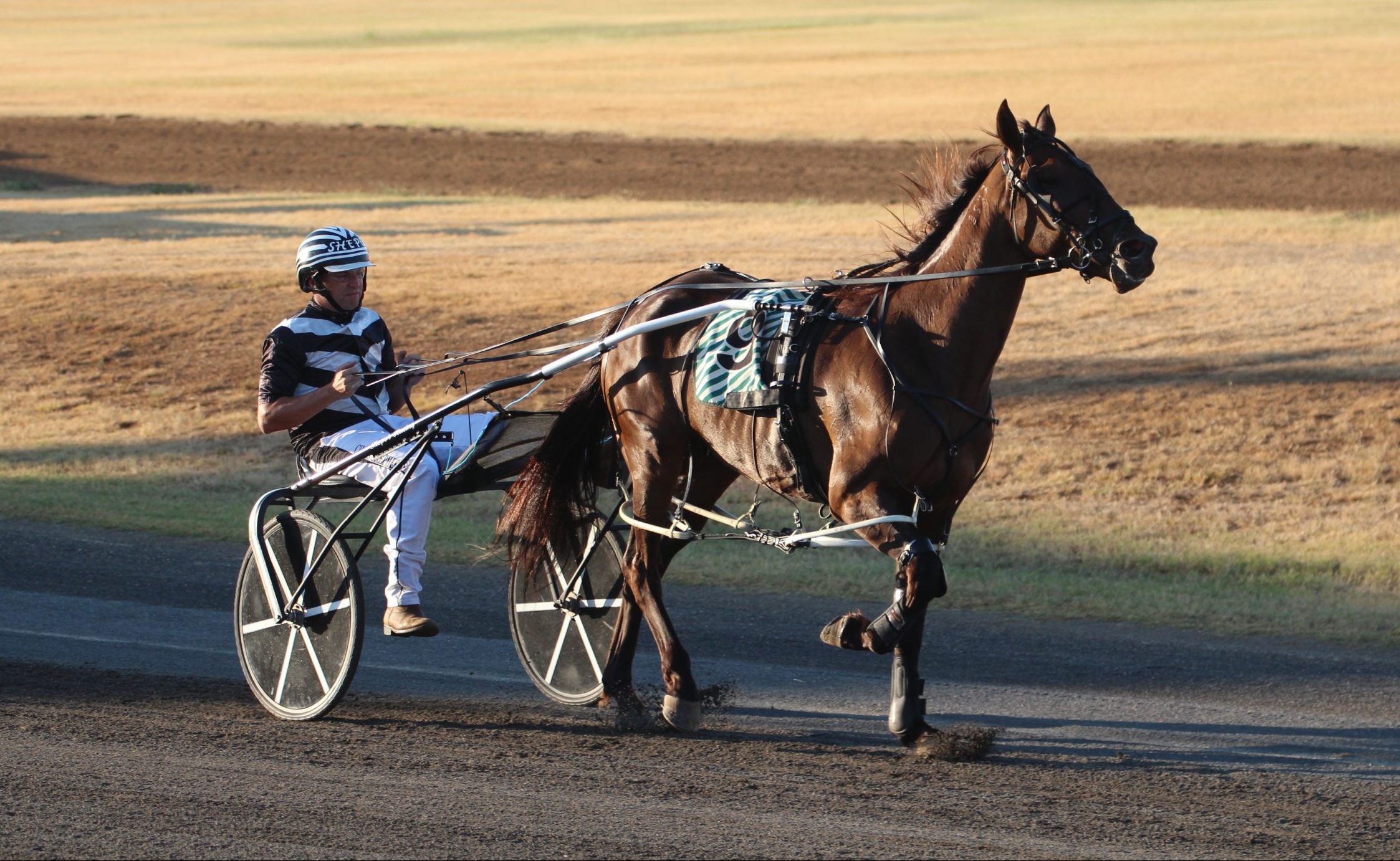 Narrabri pacers place in Newcastle