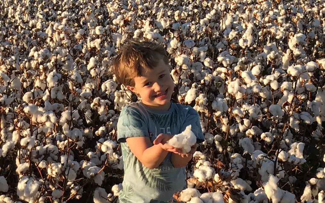 Cotton picking season
