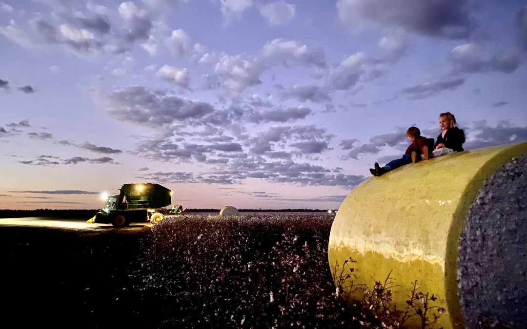 Cotton products go back into the soil