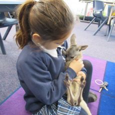 A special visitor hops into Namoi Valley Christian School