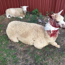 Increase in dog attacks a concern