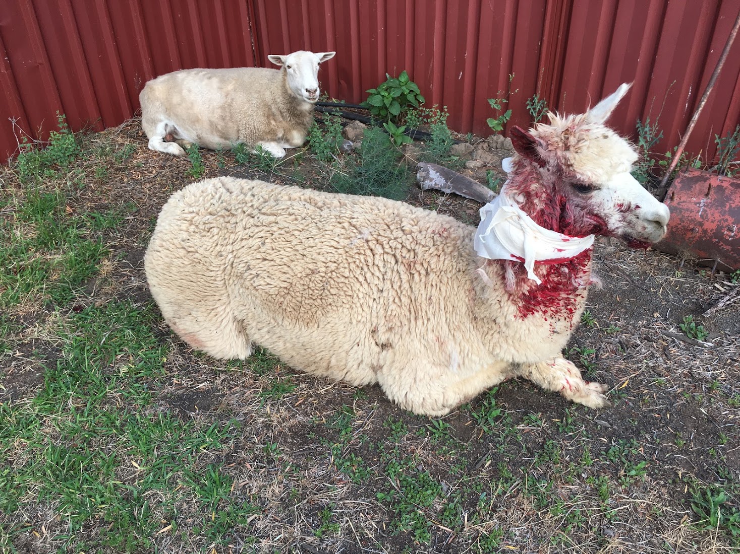 Increase in dog attacks a concern
