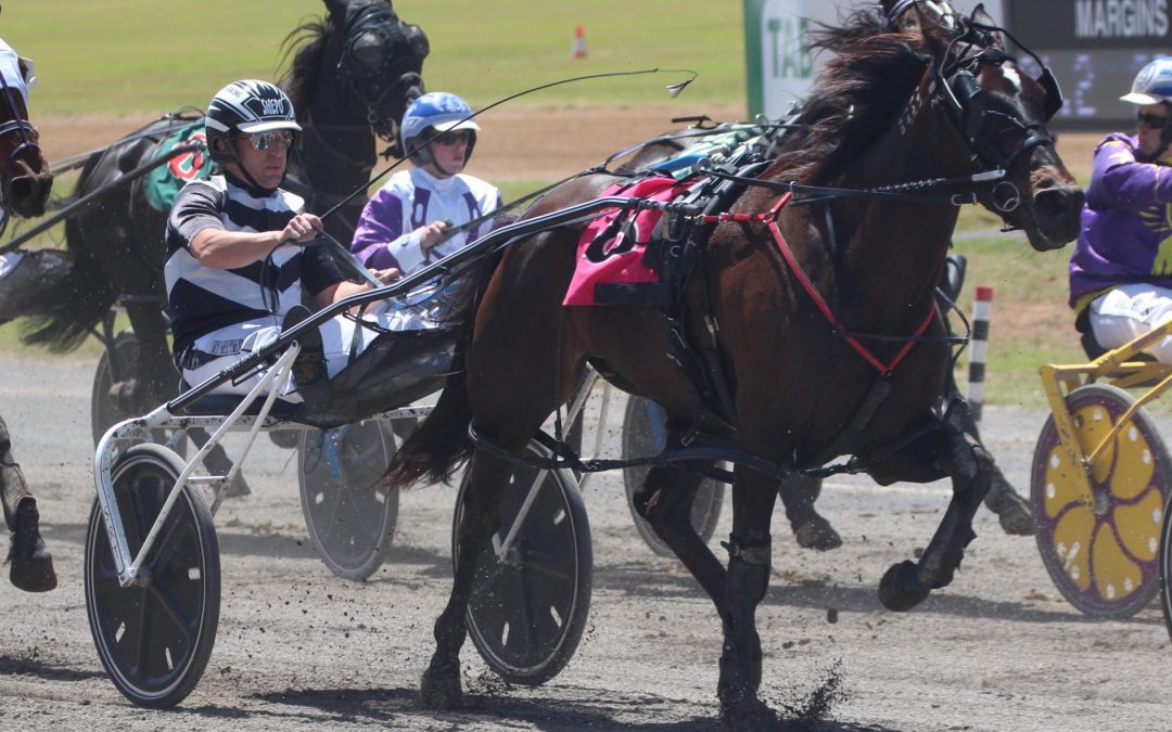 Chris Shepherdson drives Future Fun to Tamworth Paceway victory
