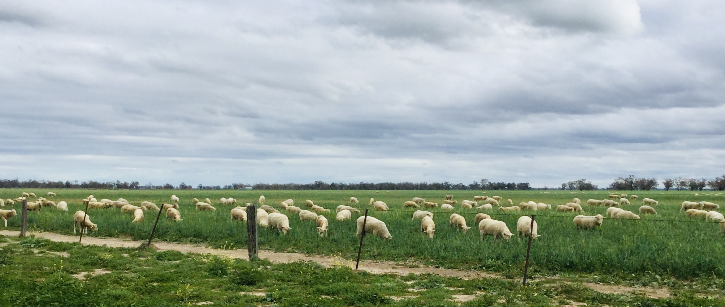 A photo taken in July 2020, after this year’s rainfall, shows sheep happily grazing on green grass. However, farmers warn the drought is not over.