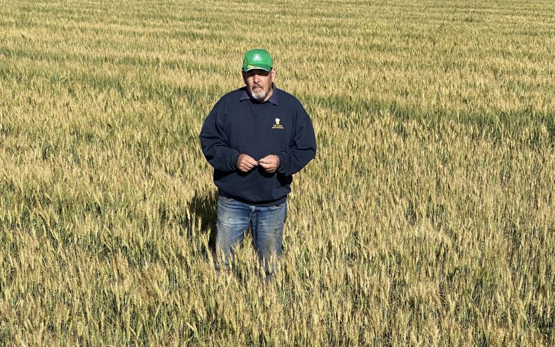Optimism for a golden harvest