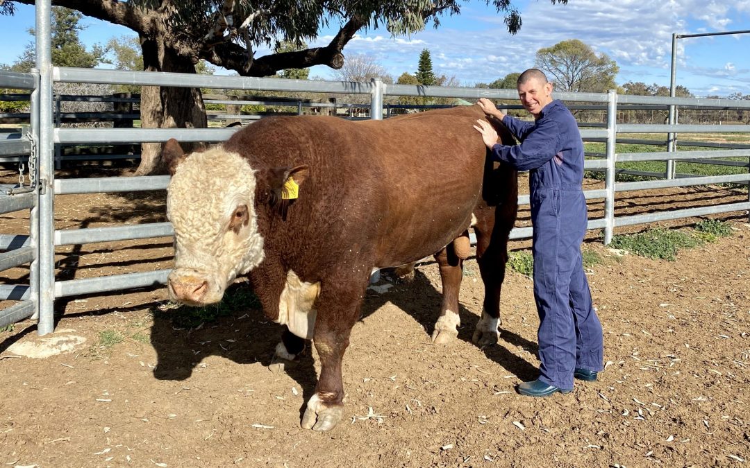 Drought then rain provides ‘field laboratory’ for vets