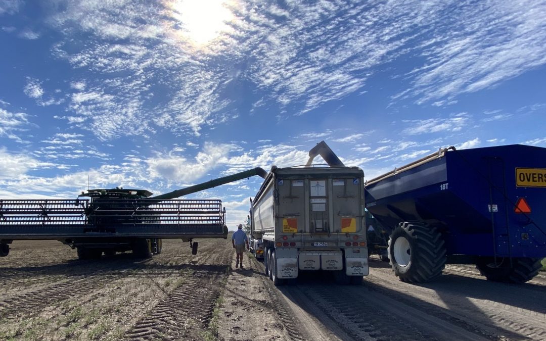 Hustle and bustle at harvest time