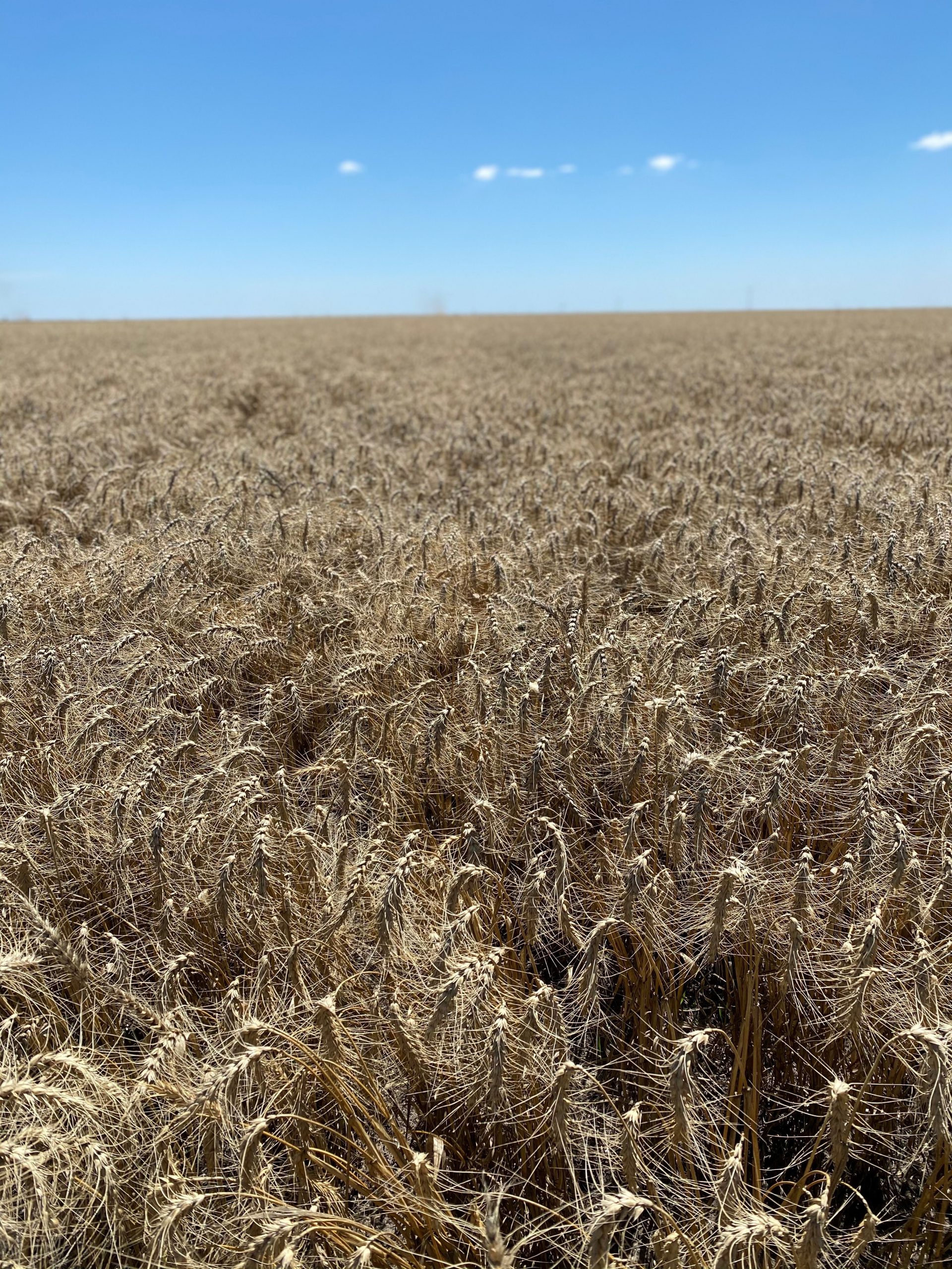 Harvest at the Eveleigh’s property at ‘Corrella’, Bellata.