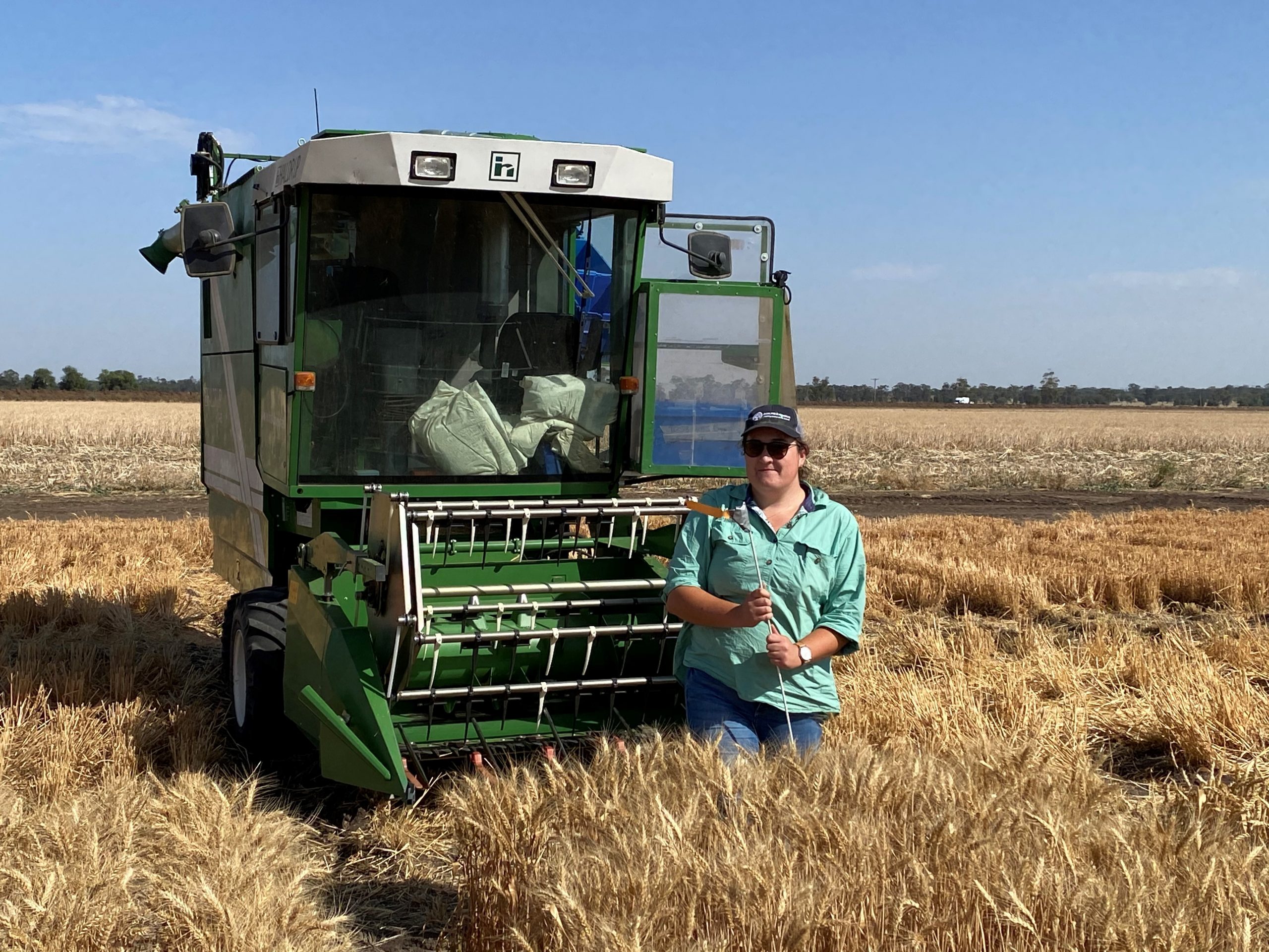 Isobella Revell getting ready to harvest her last 90 plots of hybrid wheat. Photo: Guy Roth