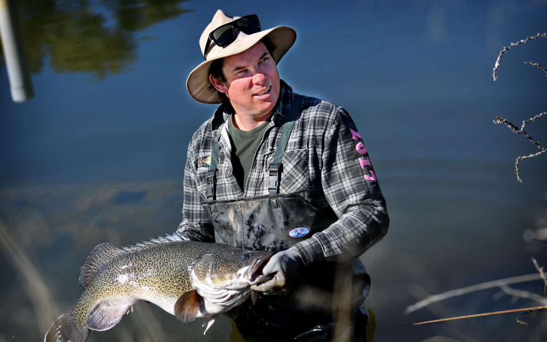 Murray cod rescued to breed again