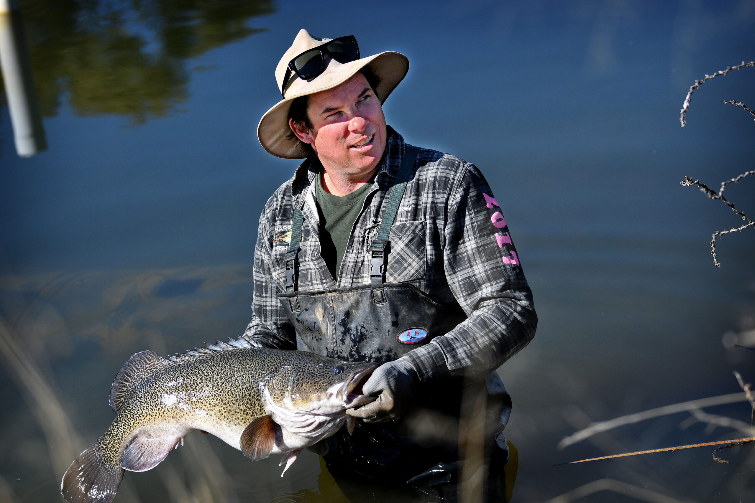 Murray cod rescued to breed again