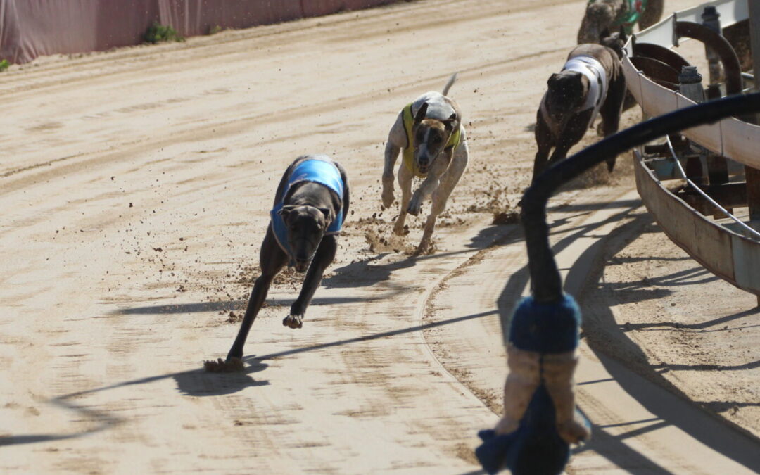 Wee Waa greyhounds race to victory at Gunnedah TAB meet