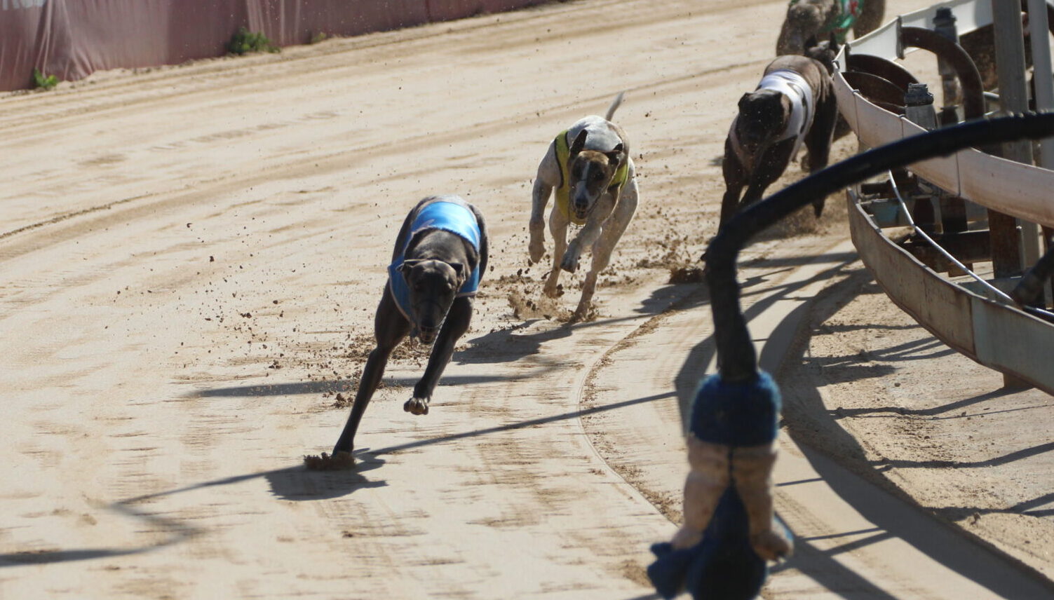 Wee Waa greyhounds race to victory at Gunnedah TAB meet