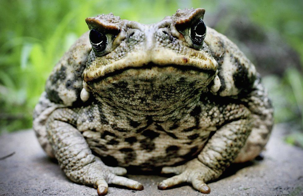 ‘Keep an eye out for cane toads,’ asks Ag Minister