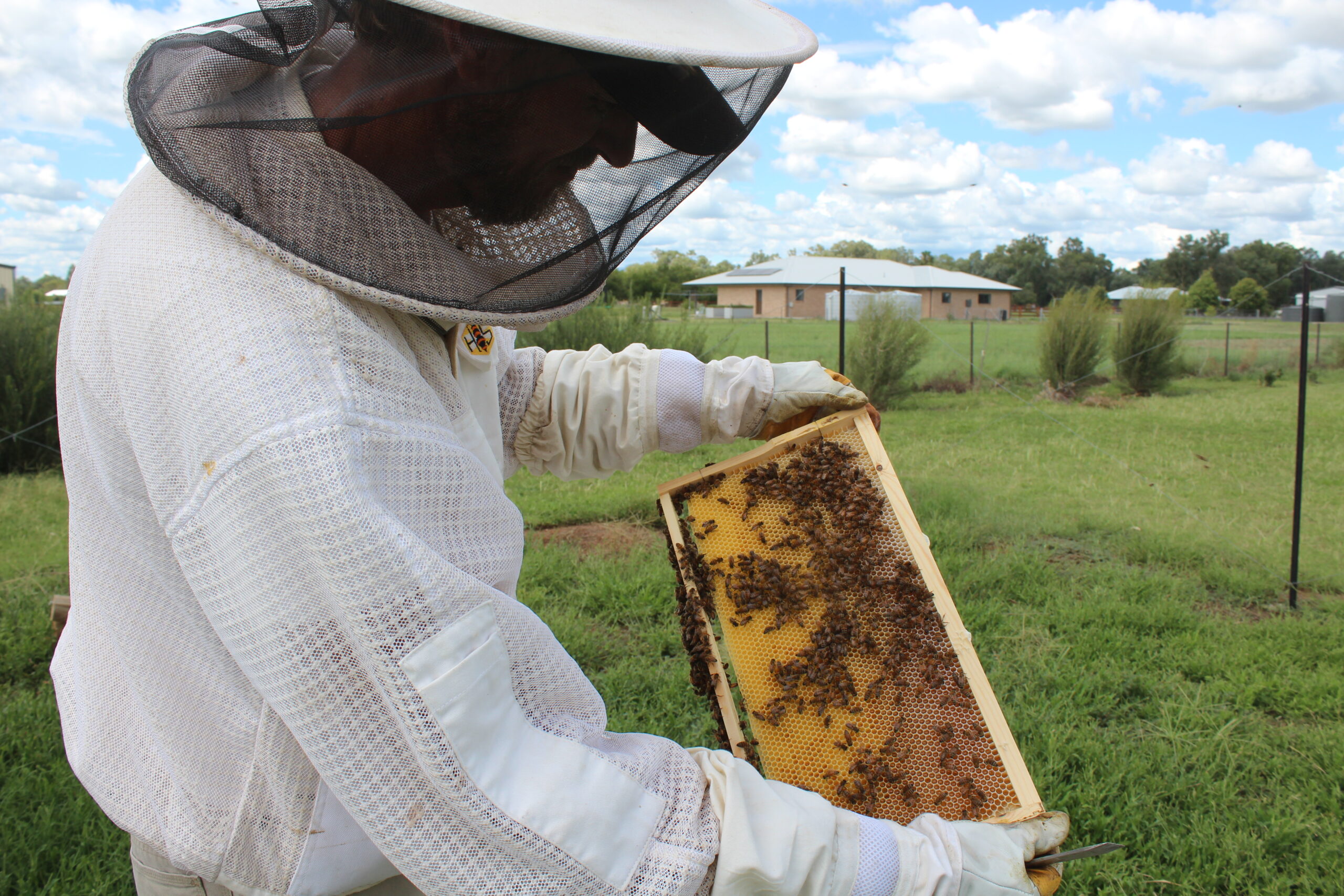 Local enthusiast Dan Mapstone shares the buzz on beekeeping