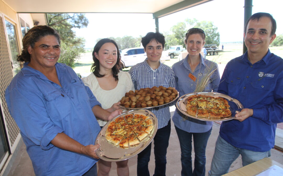 Native grains project draws on traditional knowledge, modern research
