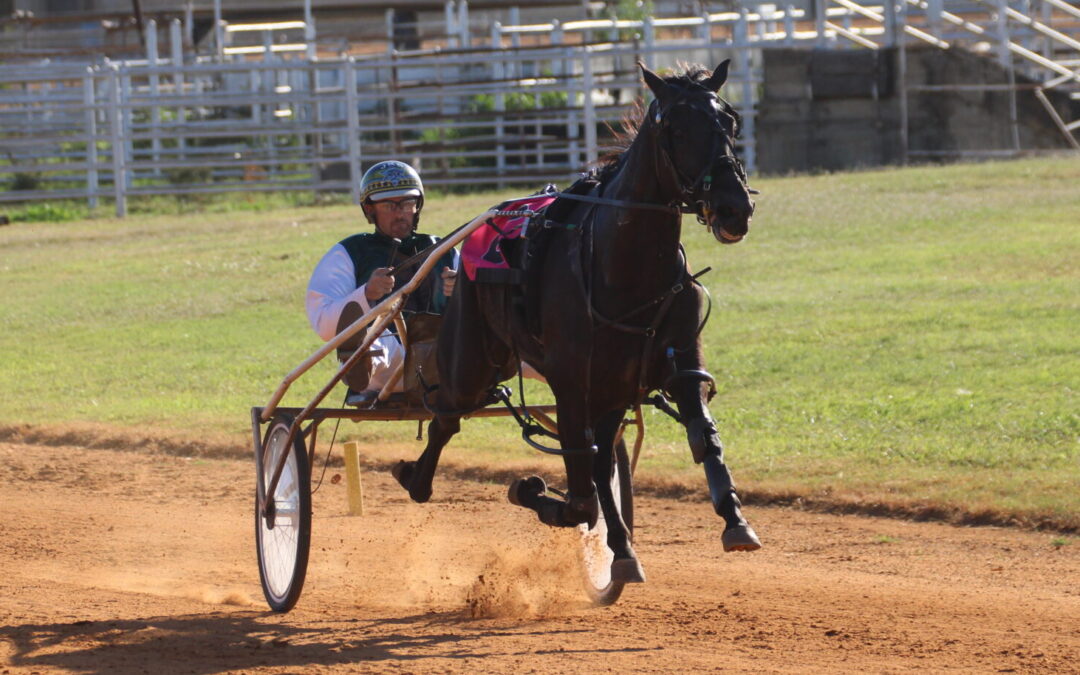 Bid For Stardom wins Narrabri Harness Racing Club’s 2021 Shop2390 Narrabri Cup