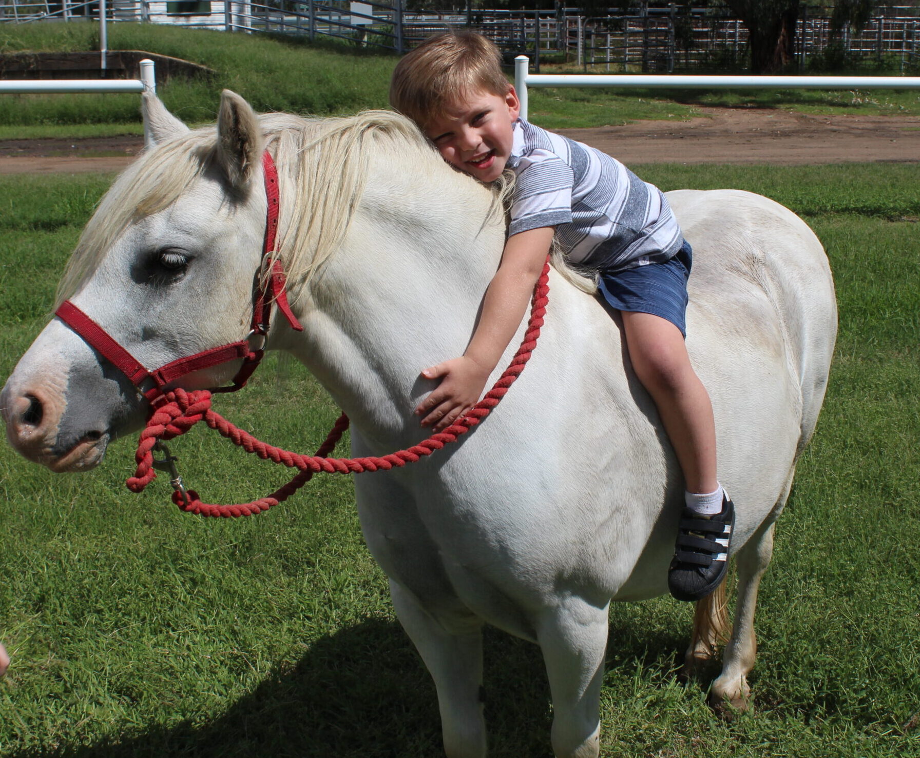Narrabri breeding more authentic Welsh ponies - The Courier