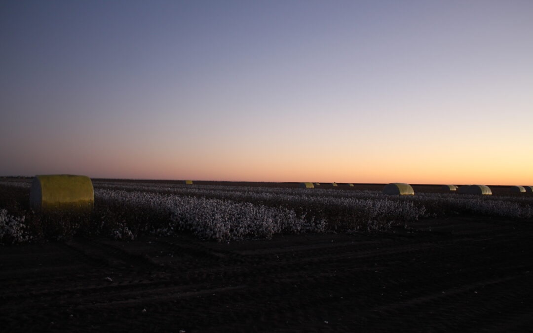 New owners for iconic Auscott cotton farms
